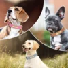 S9f7f2dd3ea7d4c6cbad677ff979281fdP.webp Coleira Personalizada para Cães em Couro PU com Gravação Grátis – Coleira com Placa de Identificação (Nome e Telefone) para Cães de Pequeno, Médio e Grande Porte